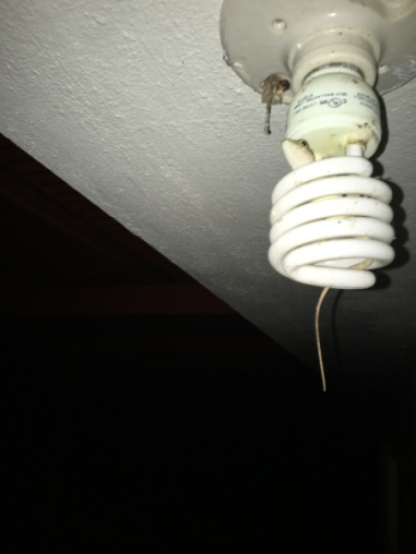 anole on light bulb